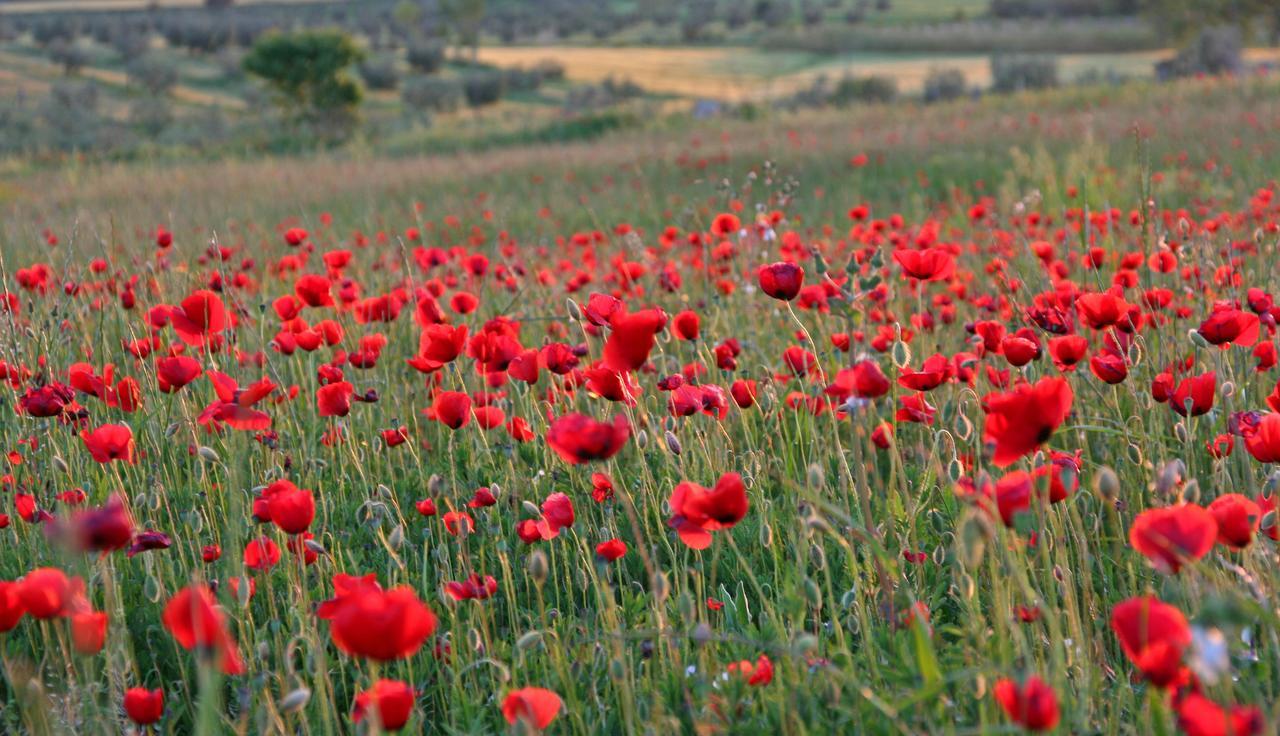 Agriturismo Il Forasacco Γκροσέτο Εξωτερικό φωτογραφία
