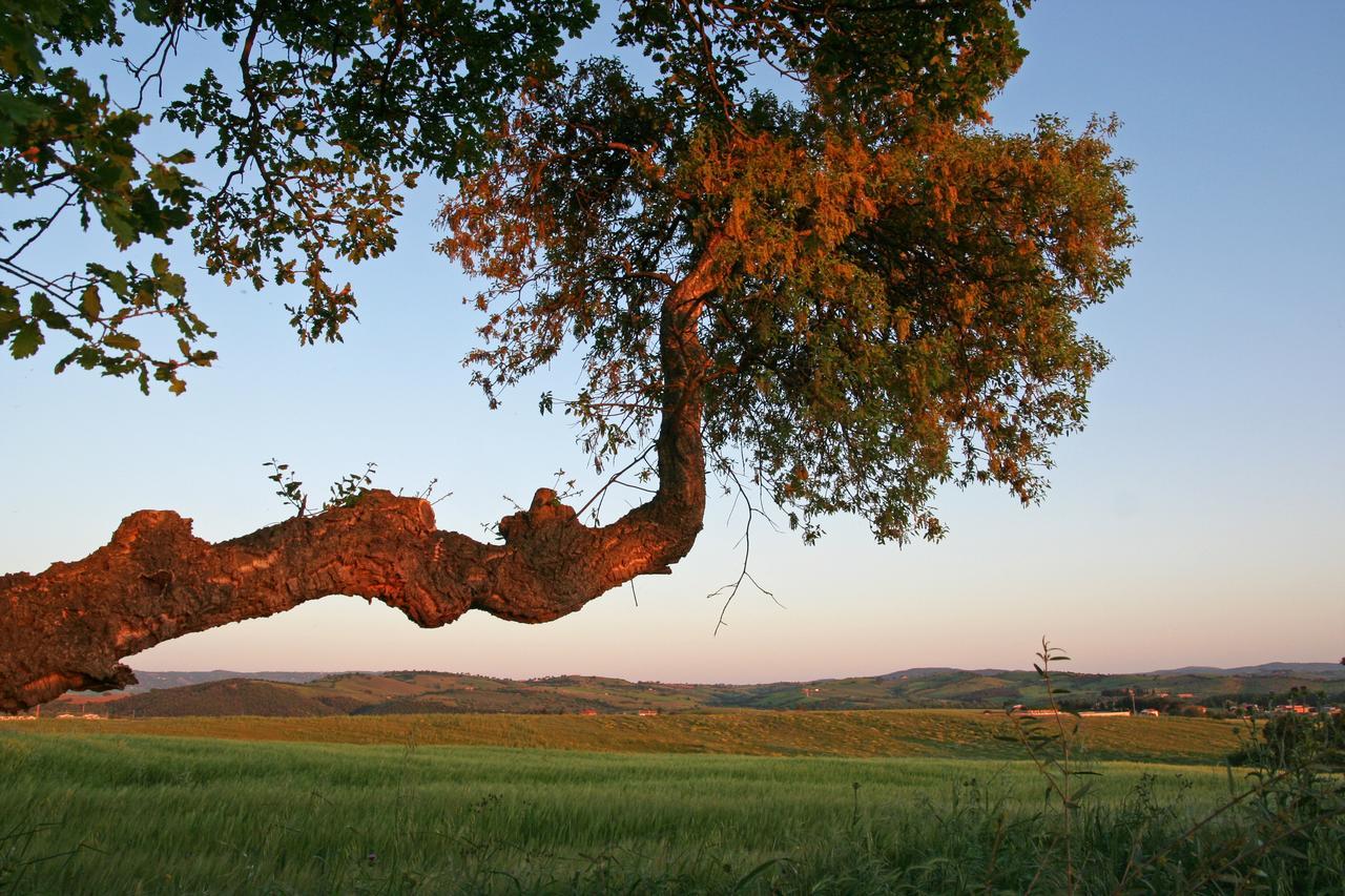Agriturismo Il Forasacco Γκροσέτο Εξωτερικό φωτογραφία